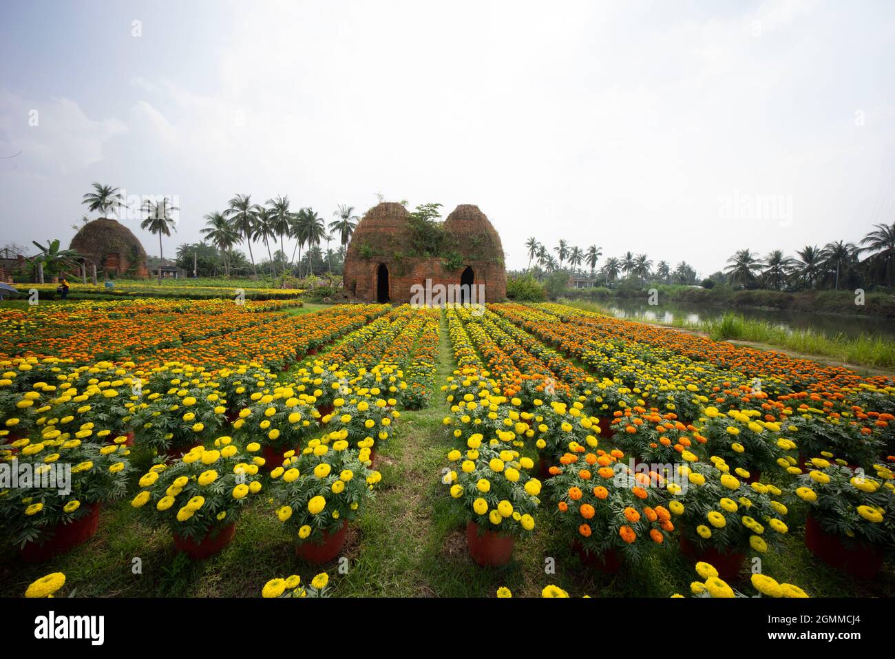 Cai Mon flower village in Ben Tre province southern Vietnam Stock Photo