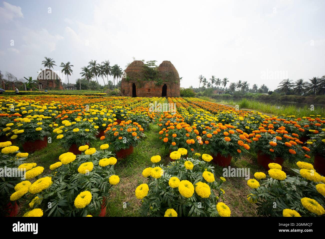 Cai Mon flower village in Ben Tre province southern Vietnam Stock Photo