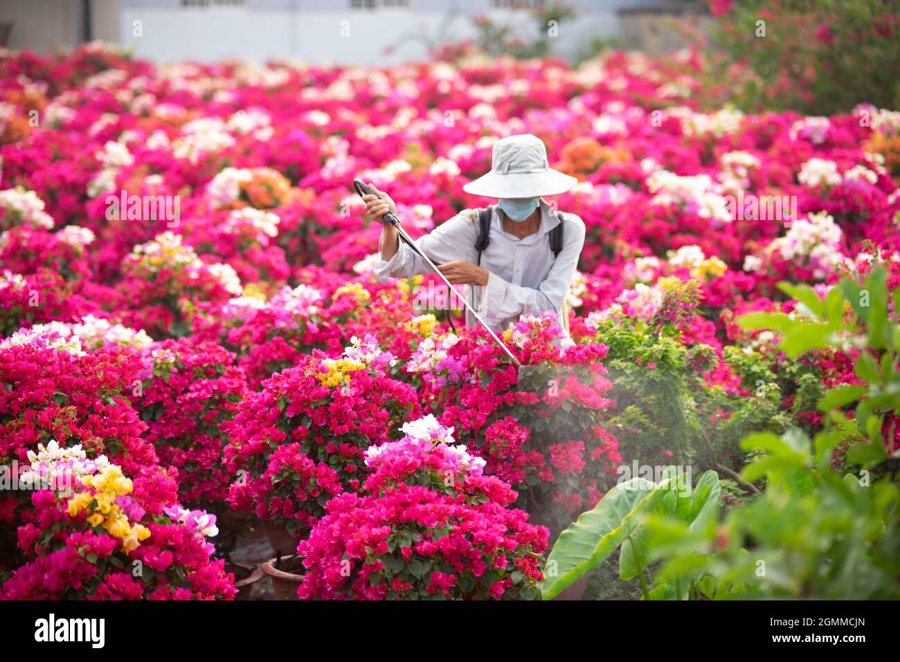 Cai Mon flower village in Ben Tre province southern Vietnam Stock Photo