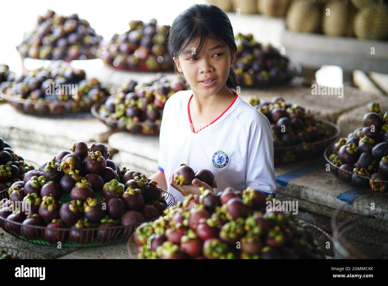 Nice mangosteen in Ben Tre province southern Vietnam Stock Photo