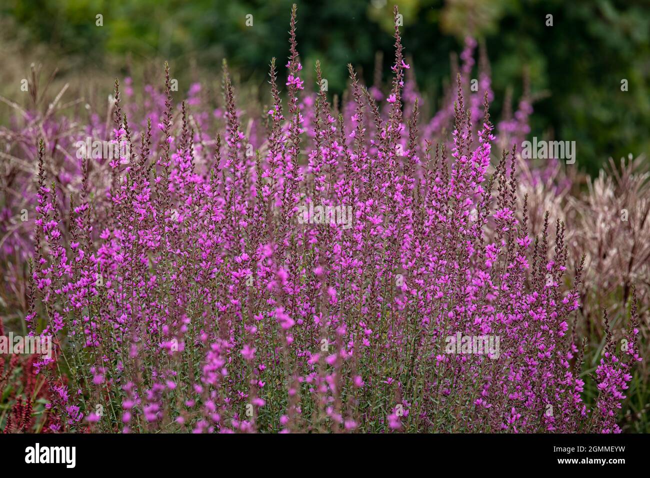 Flowers of Lythrum virgatum 'Dropmore Purple'  in summer in the garden Stock Photo