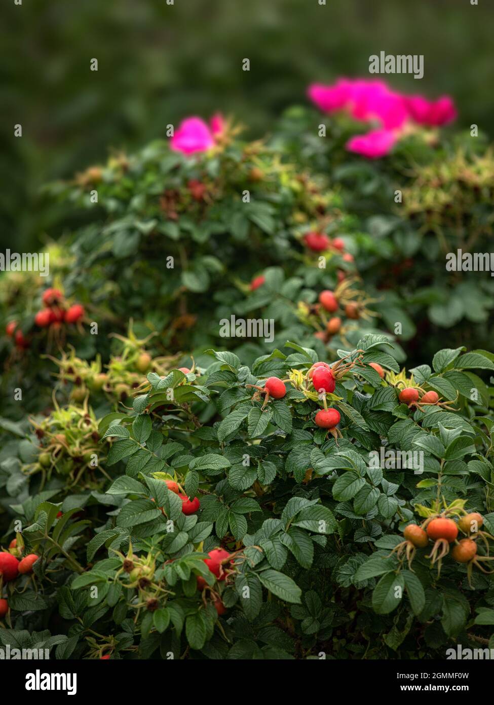 Rosa rugosa in late summer in the garden with hips and flowers Stock Photo