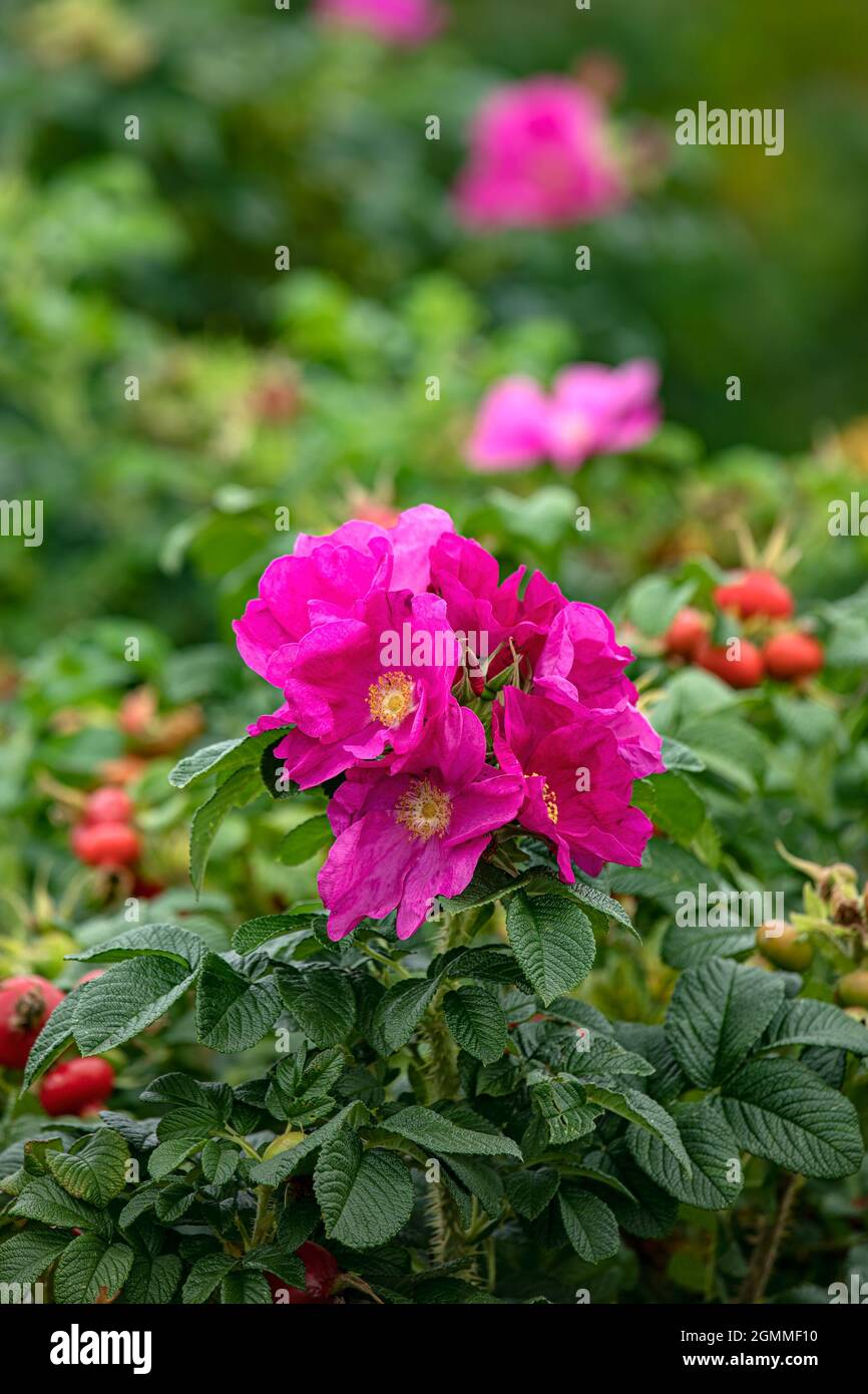 Flowers of Rosa rugosa in late summer in the garden Stock Photo