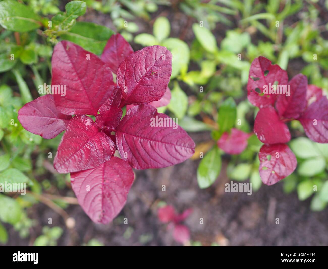 Amaranthus viridis, Amaranthaceae red leaves vegetable fresh blooming in garden, nature food background Stock Photo