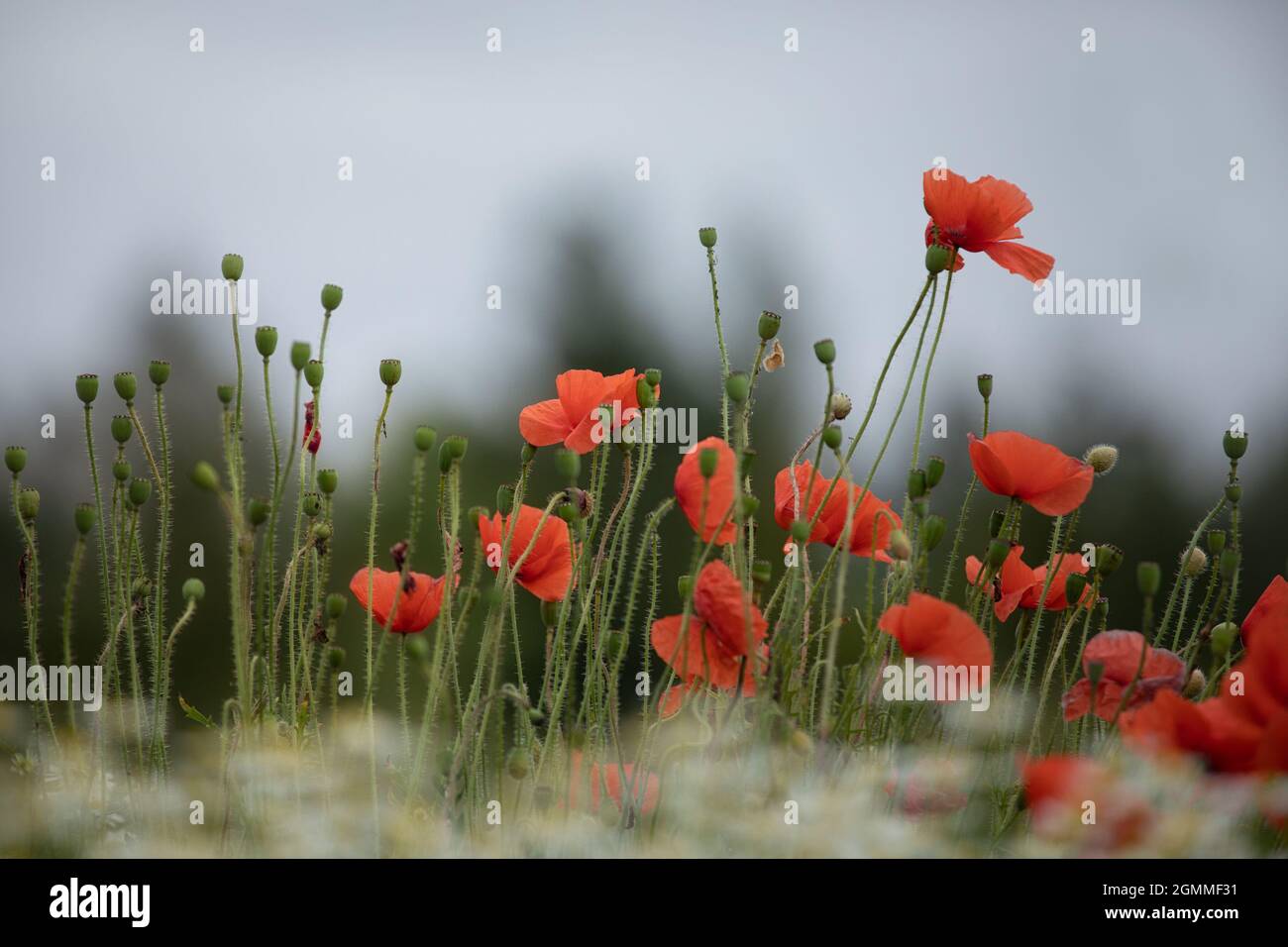 Common Poppies on a roadside verge in summer copy space Stock Photo