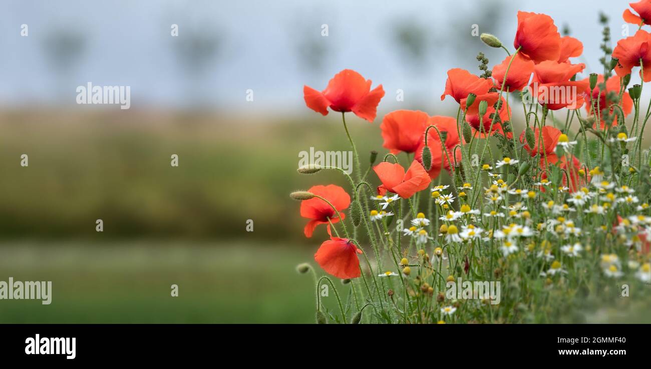 Common Poppies on a roadside verge in summer copy space Stock Photo