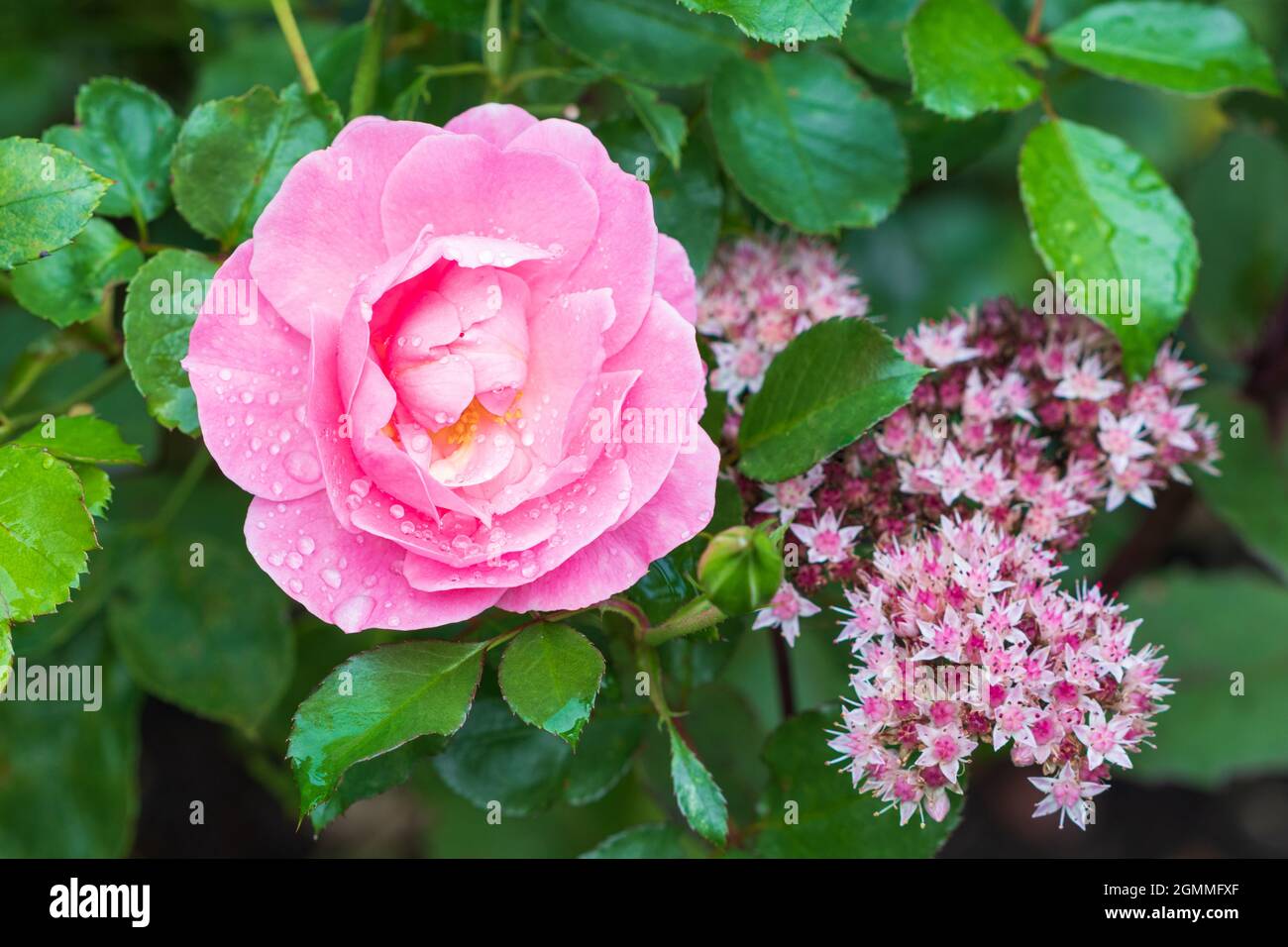 pink rose Summerwind with rain drops Stock Photo - Alamy
