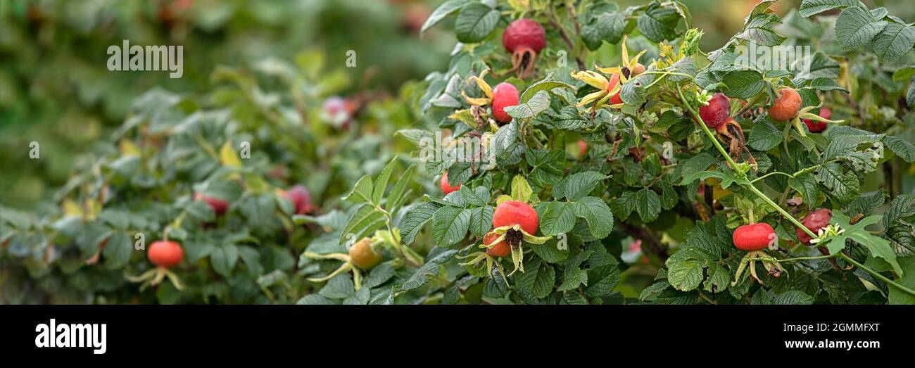Panorama view of hips of Rosa rugosa in late summer in the garden Stock Photo
