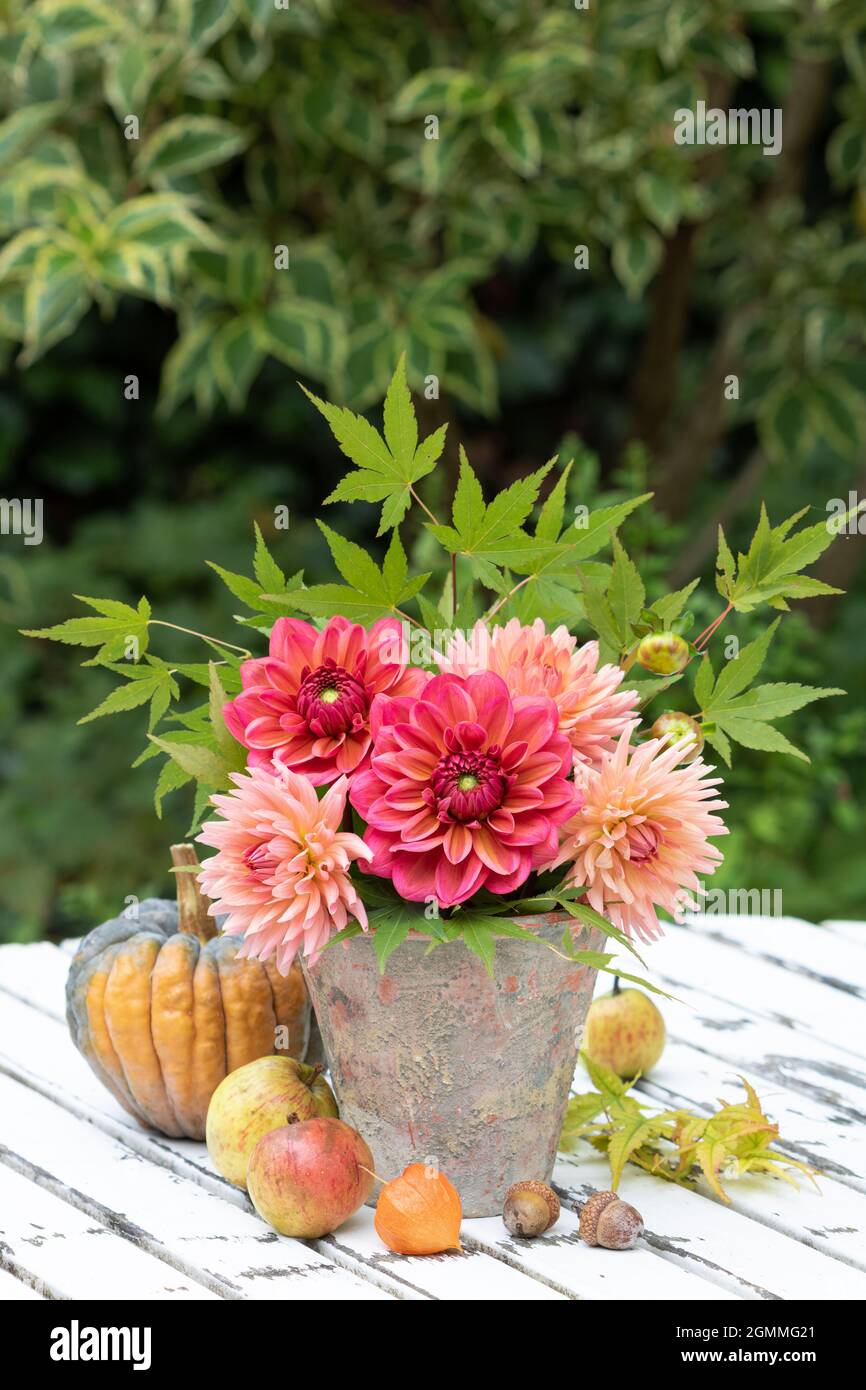 Dahlia pot yellow hires stock photography and images Alamy