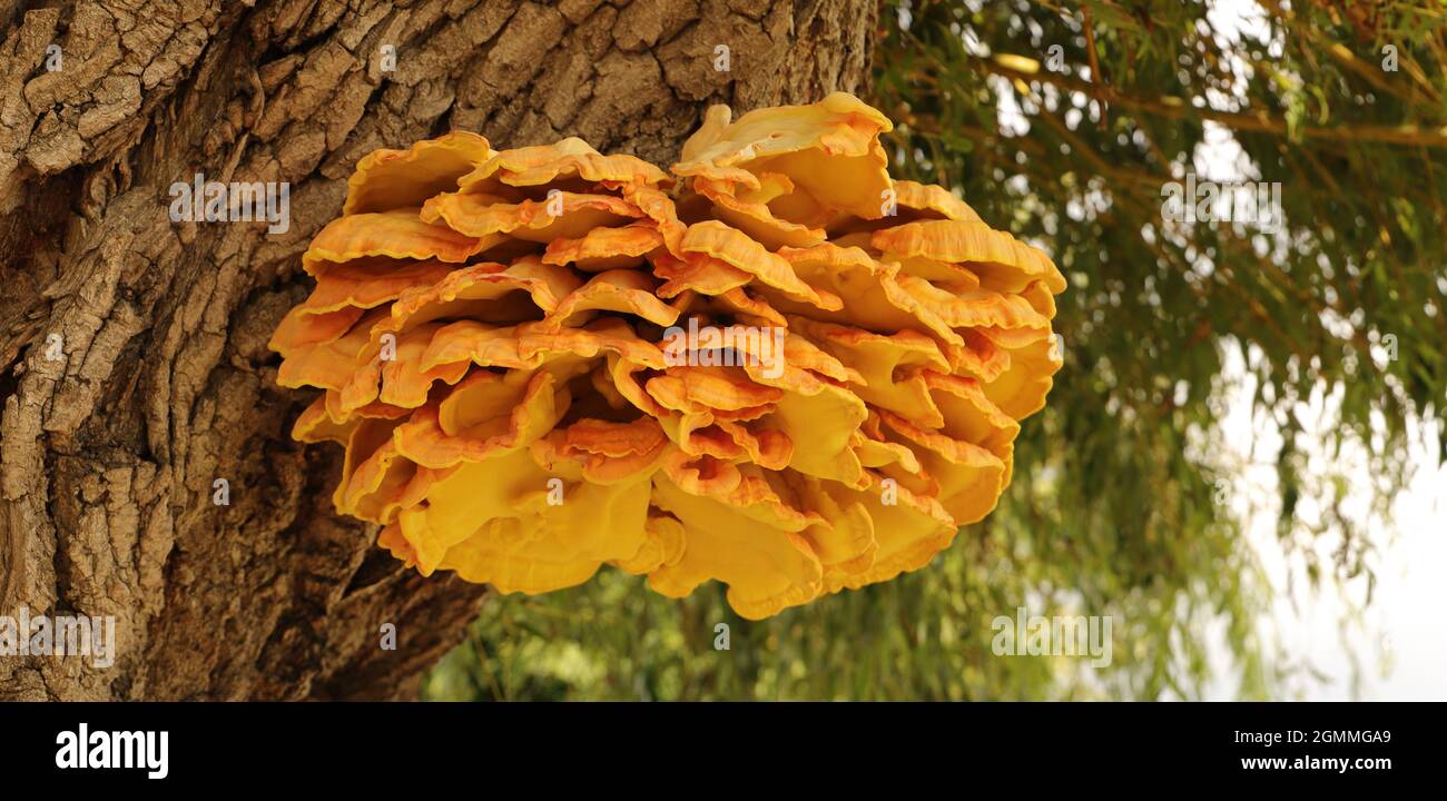 a yellow sulfur mushroom (Laetiporus sulphureus) on a pasture Stock Photo