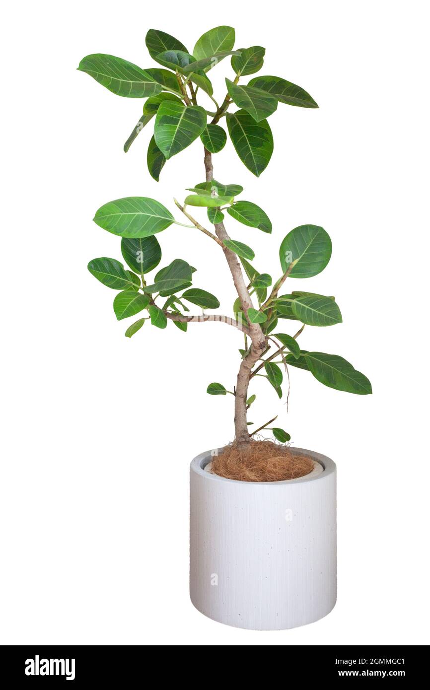 Rubber tree, foliage plant in white planter Stock Photo