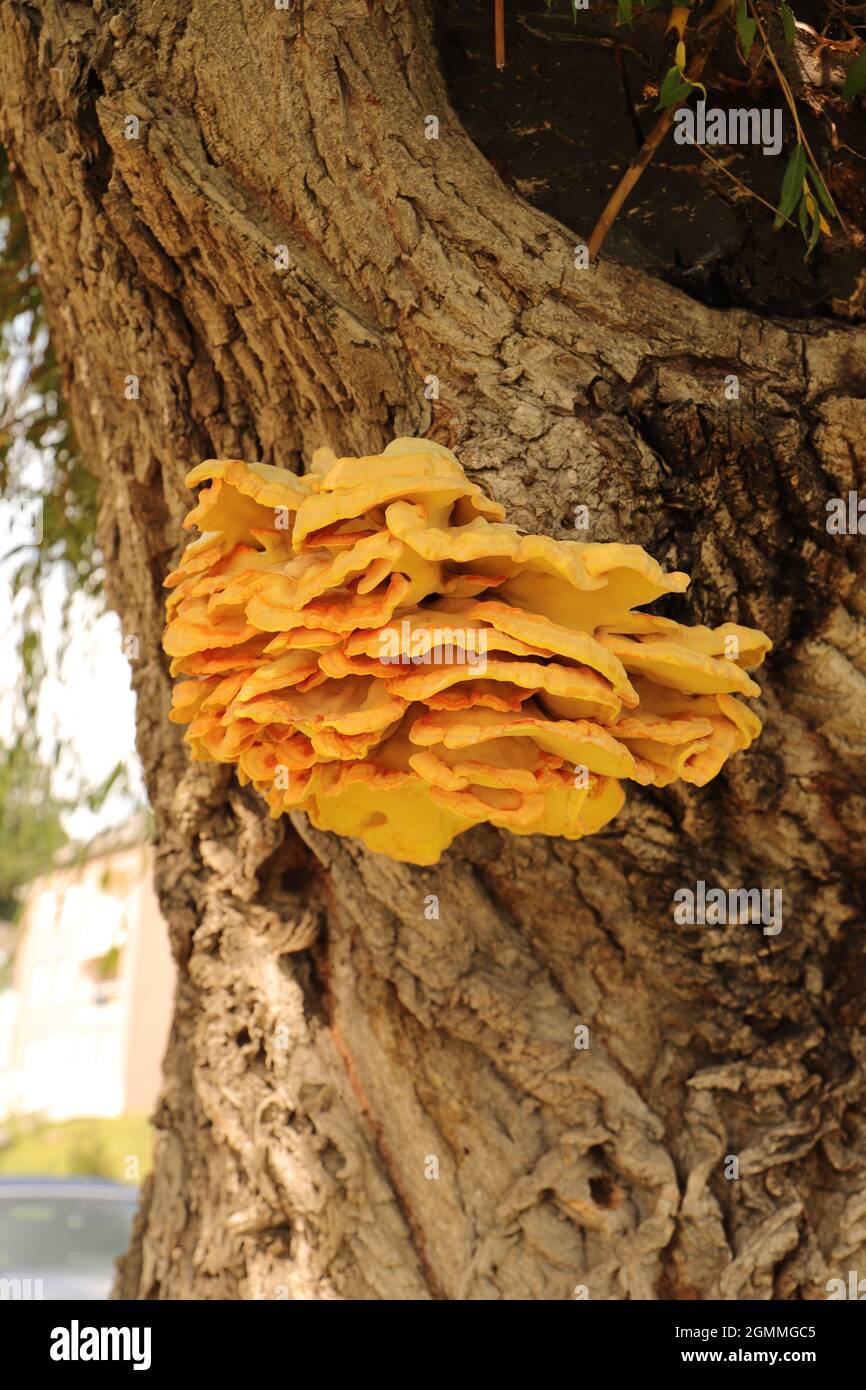 a yellow sulfur mushroom (Laetiporus sulphureus) on a pasture Stock Photo