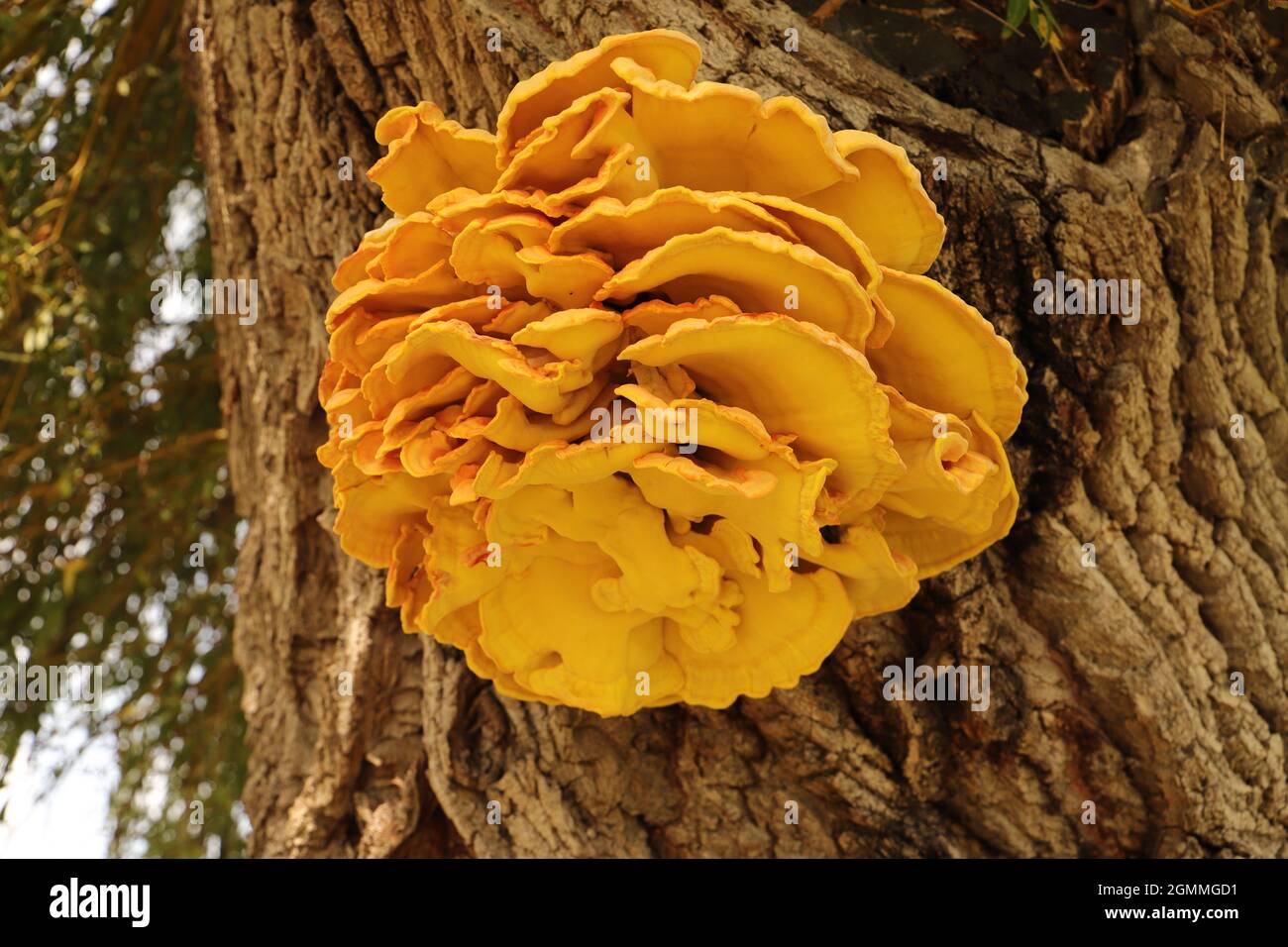 a yellow sulfur mushroom (Laetiporus sulphureus) on a pasture Stock Photo