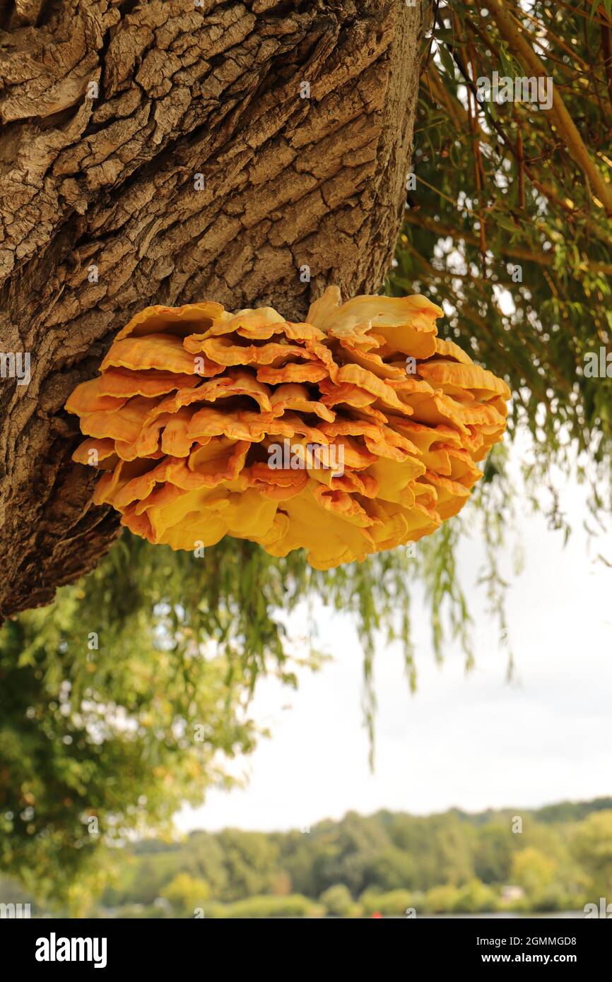 a yellow sulfur mushroom (Laetiporus sulphureus) on a pasture Stock Photo