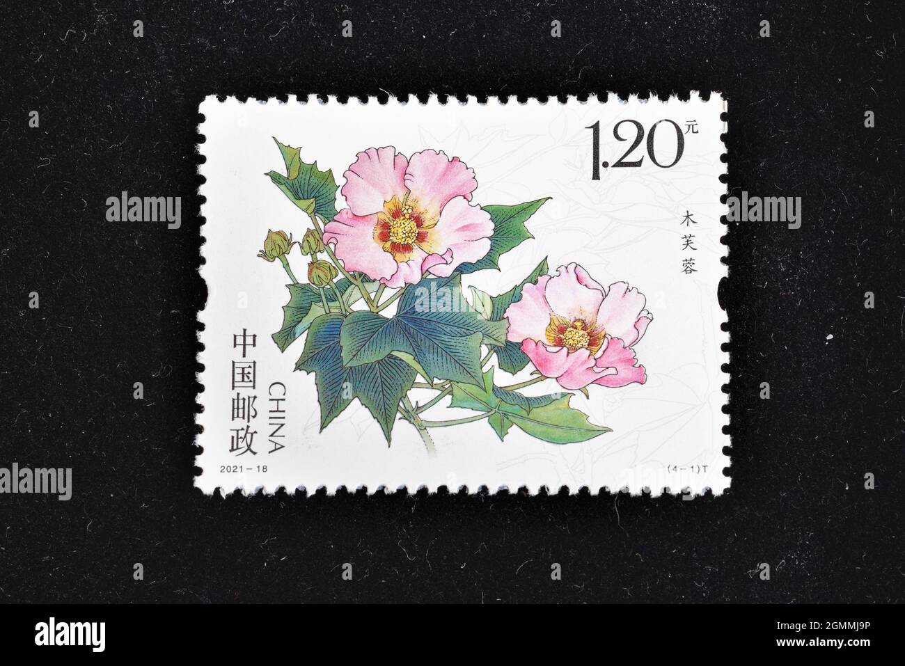 CHINA - CIRCA 2021: A stamps printed in China shows 2021-18 Cotton Rose Hibiscus Mutabilis,  circa 2021. Stock Photo