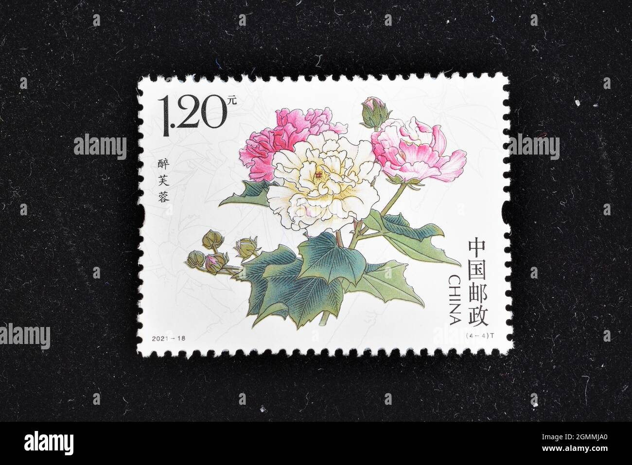 CHINA - CIRCA 2021: A stamps printed in China shows 2021-18 Cotton Rose  Hibiscus Mutabilis Zuifurong,  circa 2021. Stock Photo