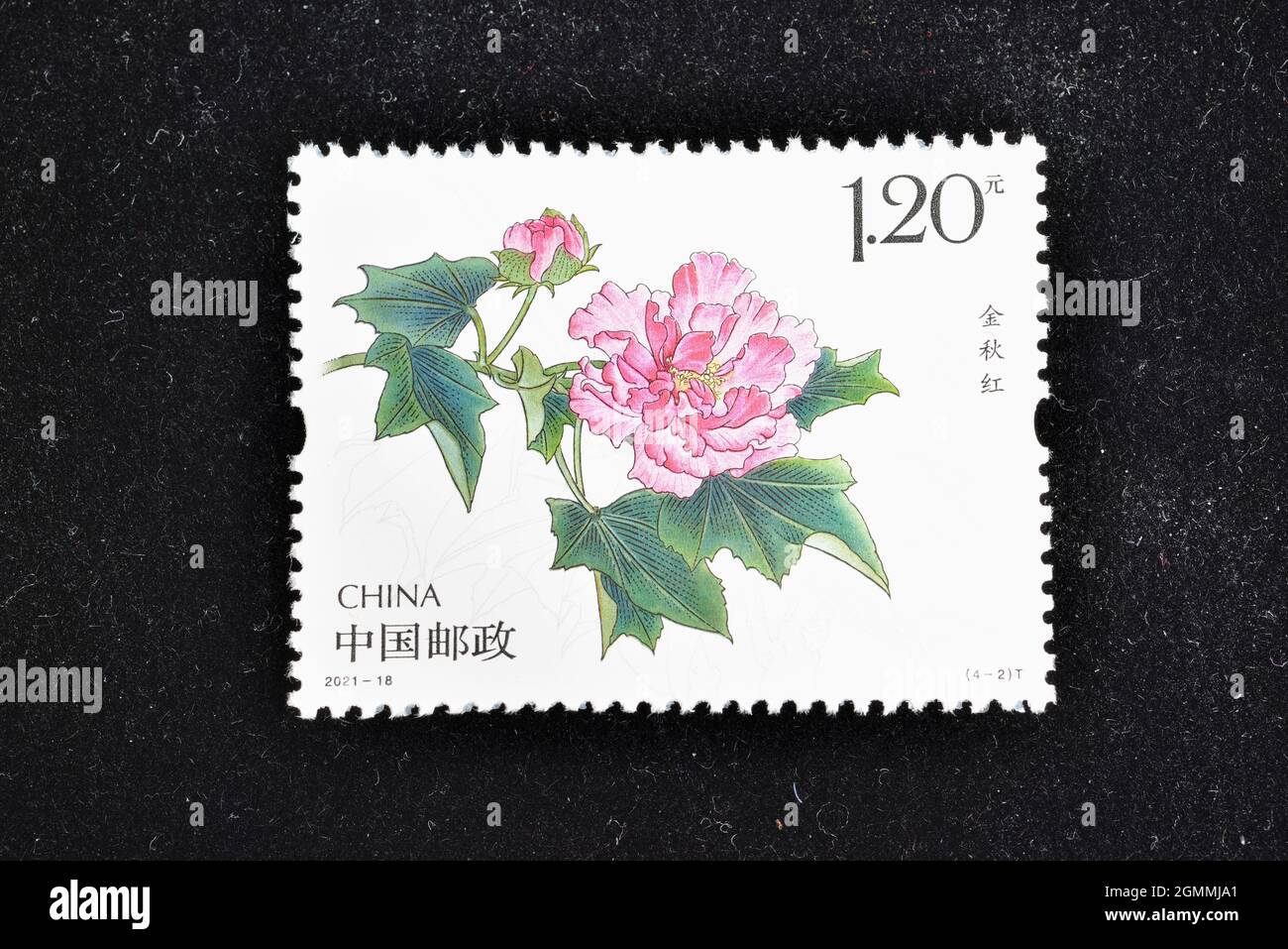 CHINA - CIRCA 2021: A stamps printed in China shows 2021-18 Cotton Rose Hibiscus Mutabilis Jinqiuhong,  circa 2021. Stock Photo