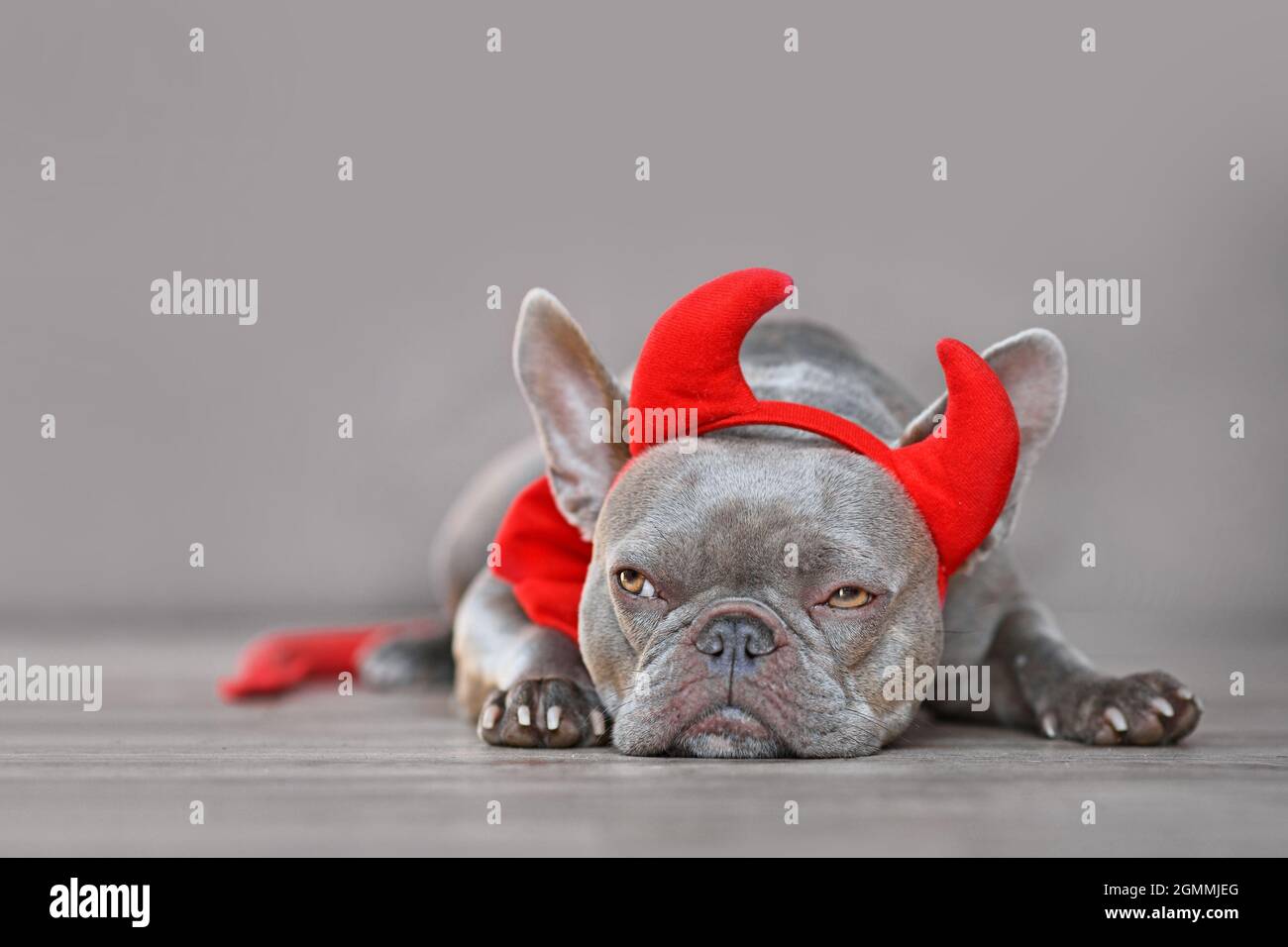 Cute French Bulldog dog wearing red devil horns, tail and bow tie Halloween costume in front of gray background Stock Photo
