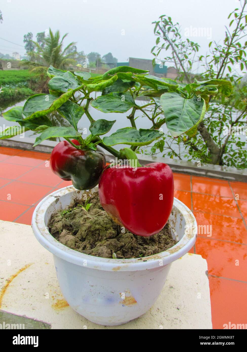 small bell pepper tree with two red bell pepper in the pot like bonsai