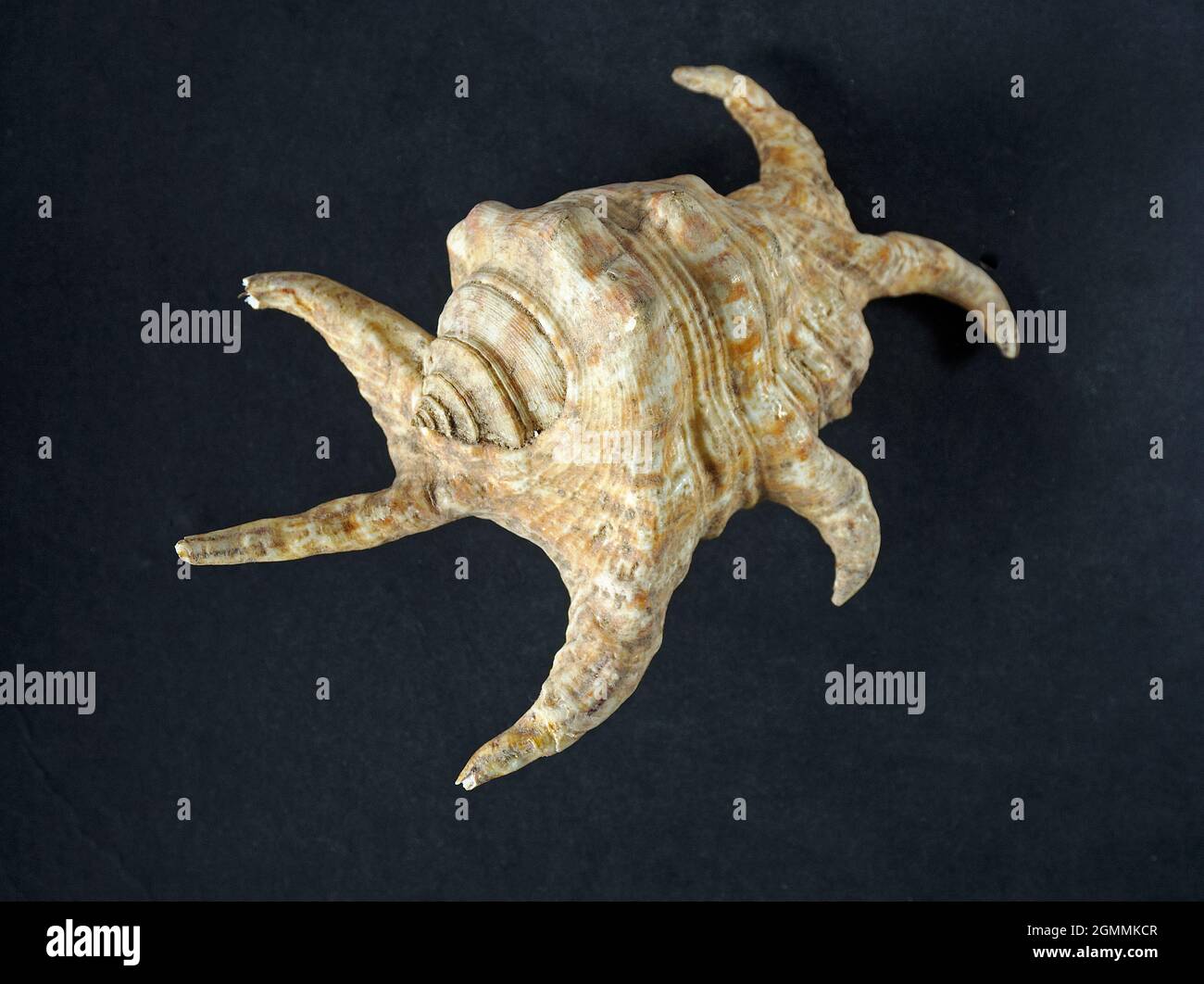 08 27 2021Giant Harpago sp. sea spider conch shell on the black background Studio shot Kalyan Maharashtra India Stock Photo