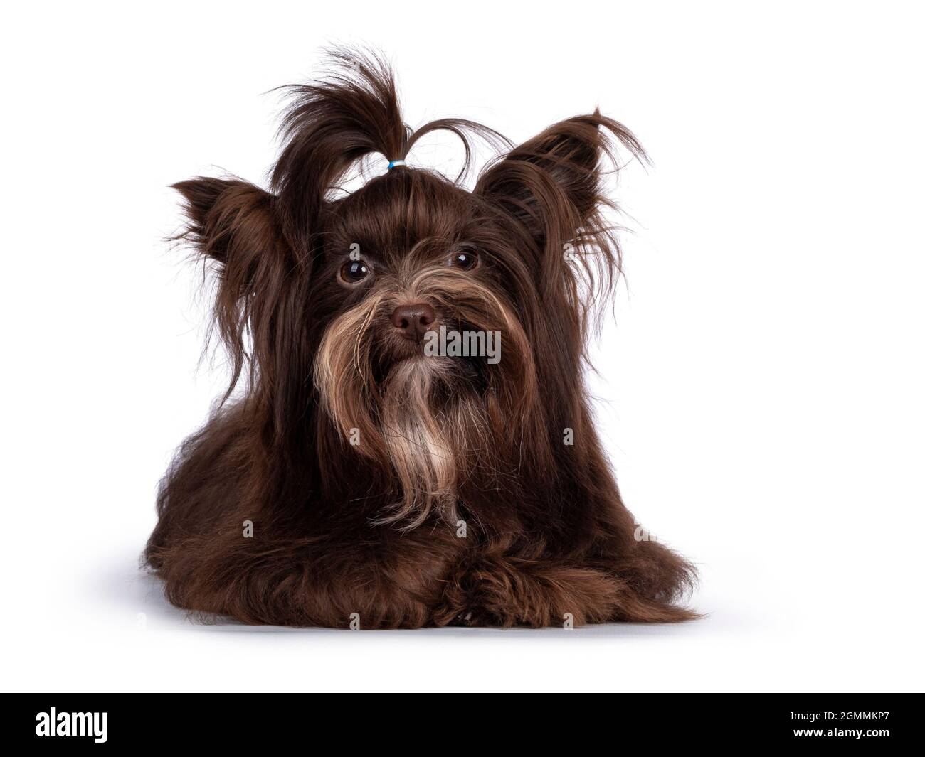 https://c8.alamy.com/comp/2GMMKP7/cute-little-1-year-old-dark-brown-yorkshire-terrier-dog-laying-down-face-front-hair-in-pony-tail-on-head-looking-towards-camera-isolated-on-white-2GMMKP7.jpg