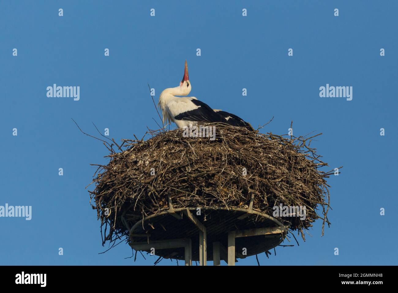 natural white stork (ciconia ciconia) in nest with blue sky Stock Photo
