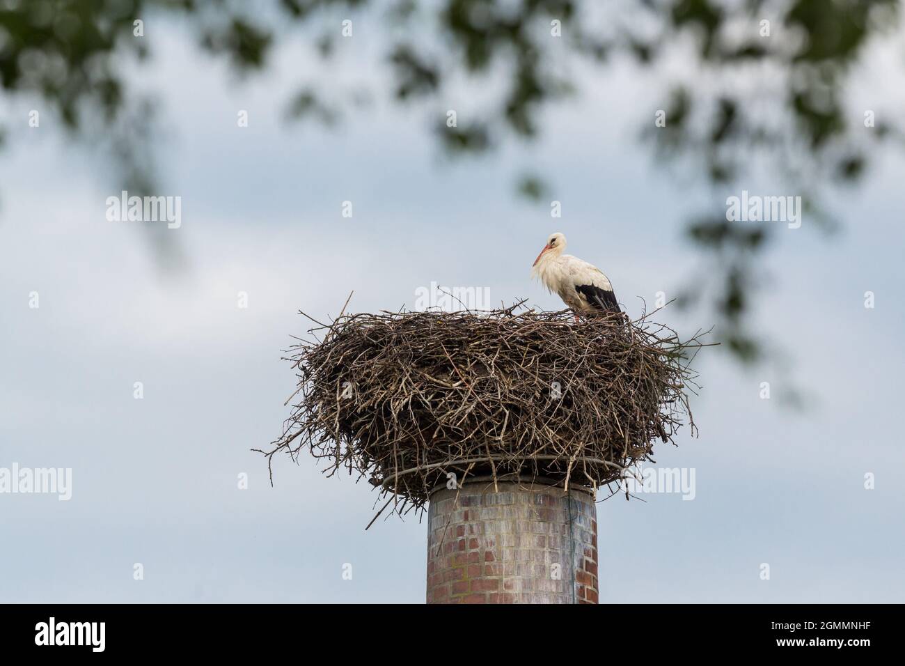one white stork (ciconia ciconia) sitting in nest on industrial chimney Stock Photo