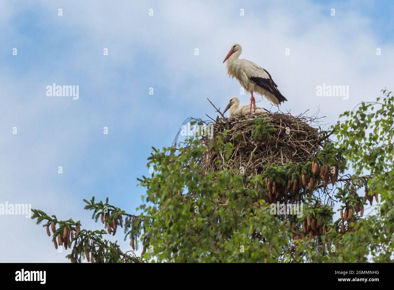 two white storks (ciconia ciconia) in nest in green tree with blue sky Stock Photo