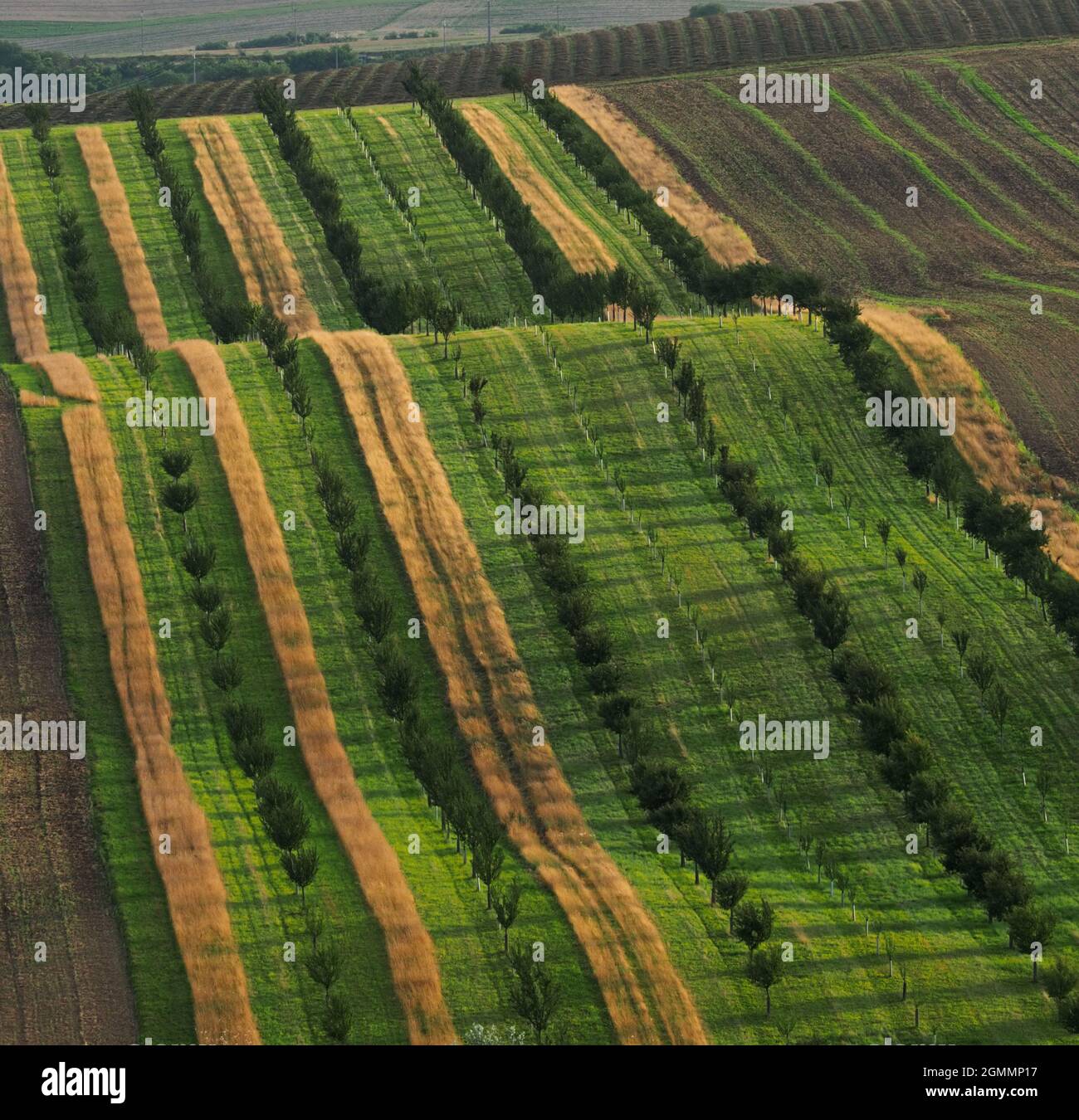 Strips with fruit trees as protection against soilt erosion, South Moravia, Czech republic Stock Photo