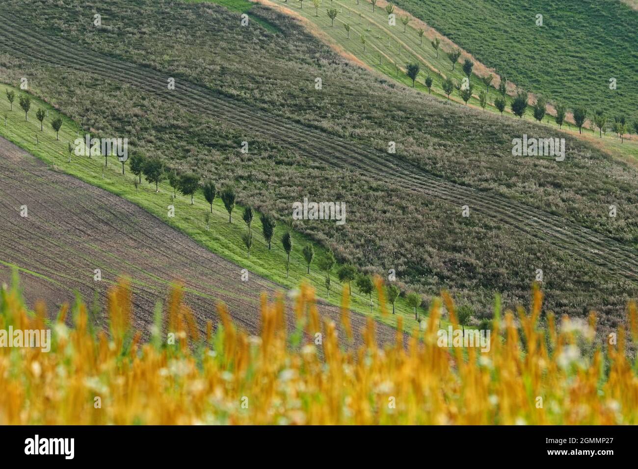 Strips with fruit trees as protection against soilt erosion, South Moravia, Czech republic Stock Photo