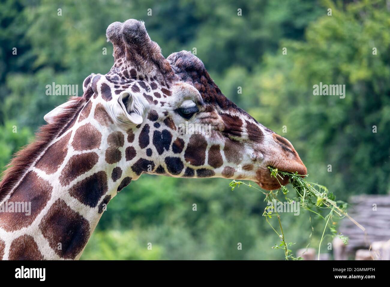 giraffe eating grass - giraffe head, green trees in the background Stock Photo