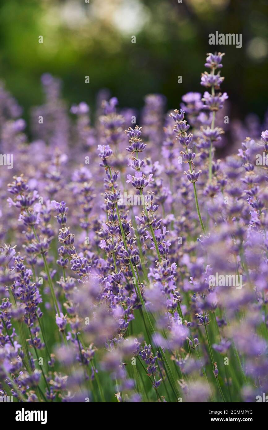 Purple lavender growing in field Stock Photo