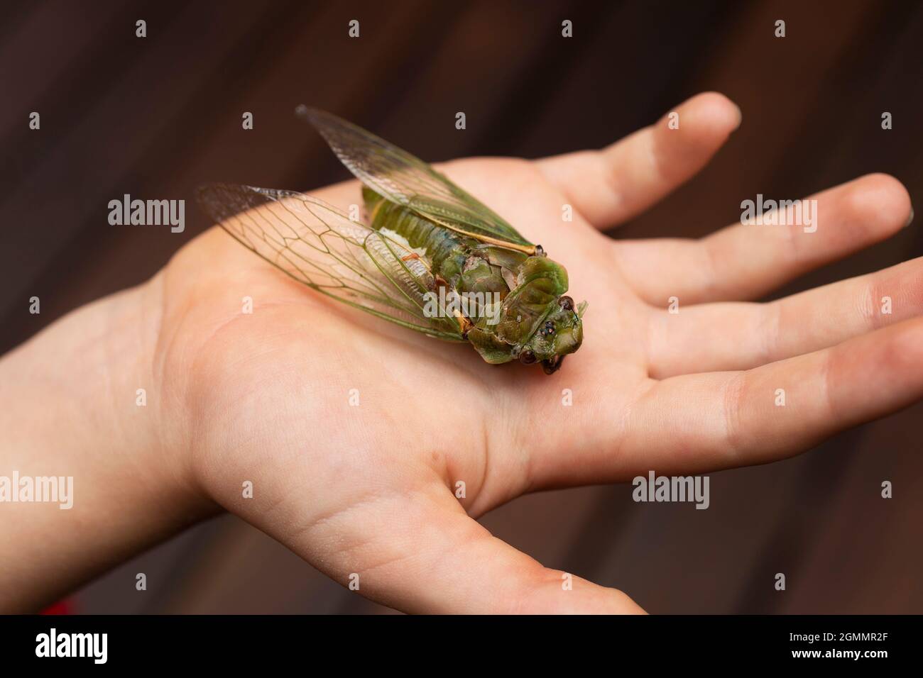 Boy holding large dead green Cicada in hand Stock Photo