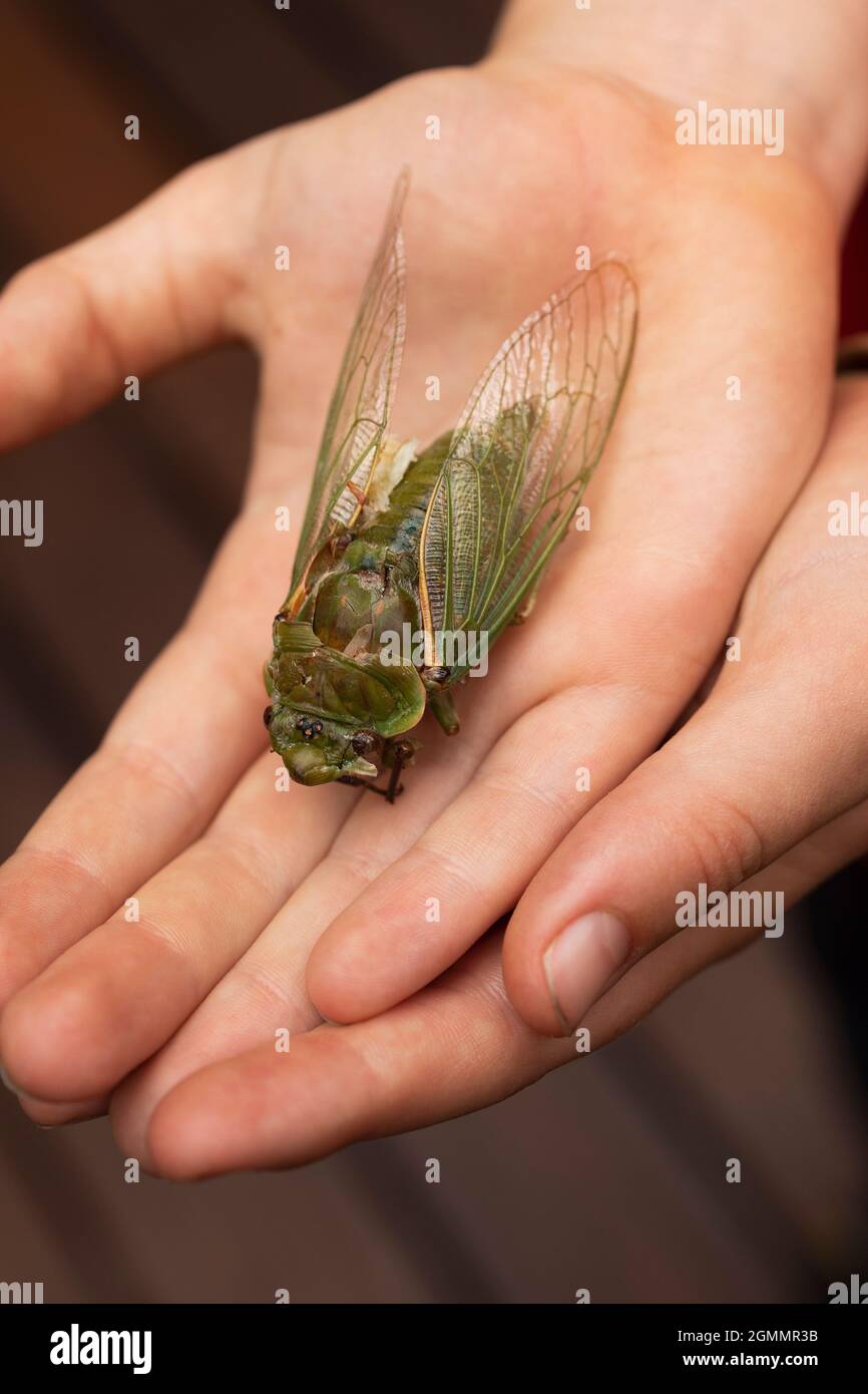 Close up large dead green Cicada in hand Stock Photo