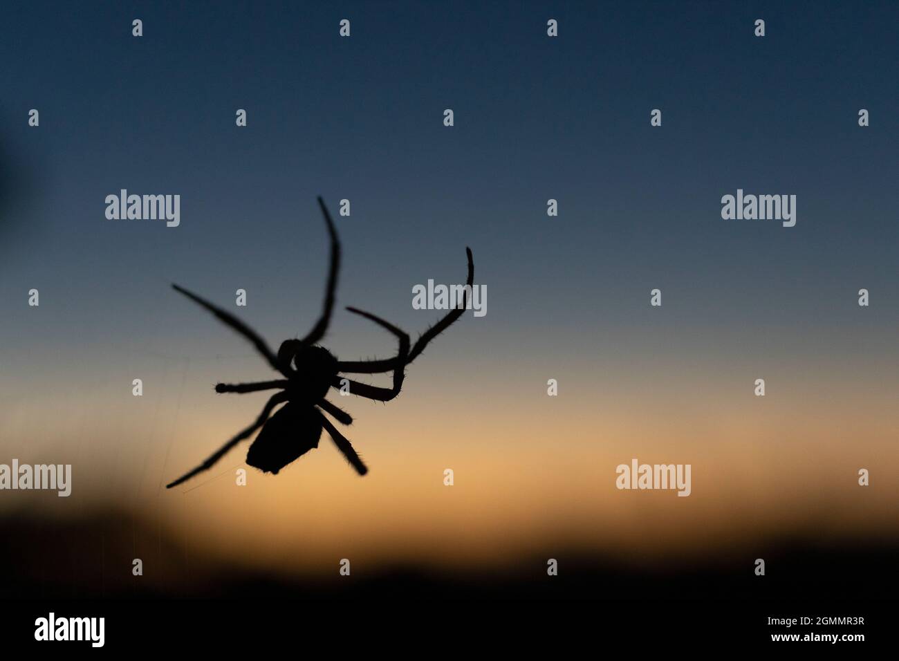 Close up silhouette spider against dusk sky Stock Photo