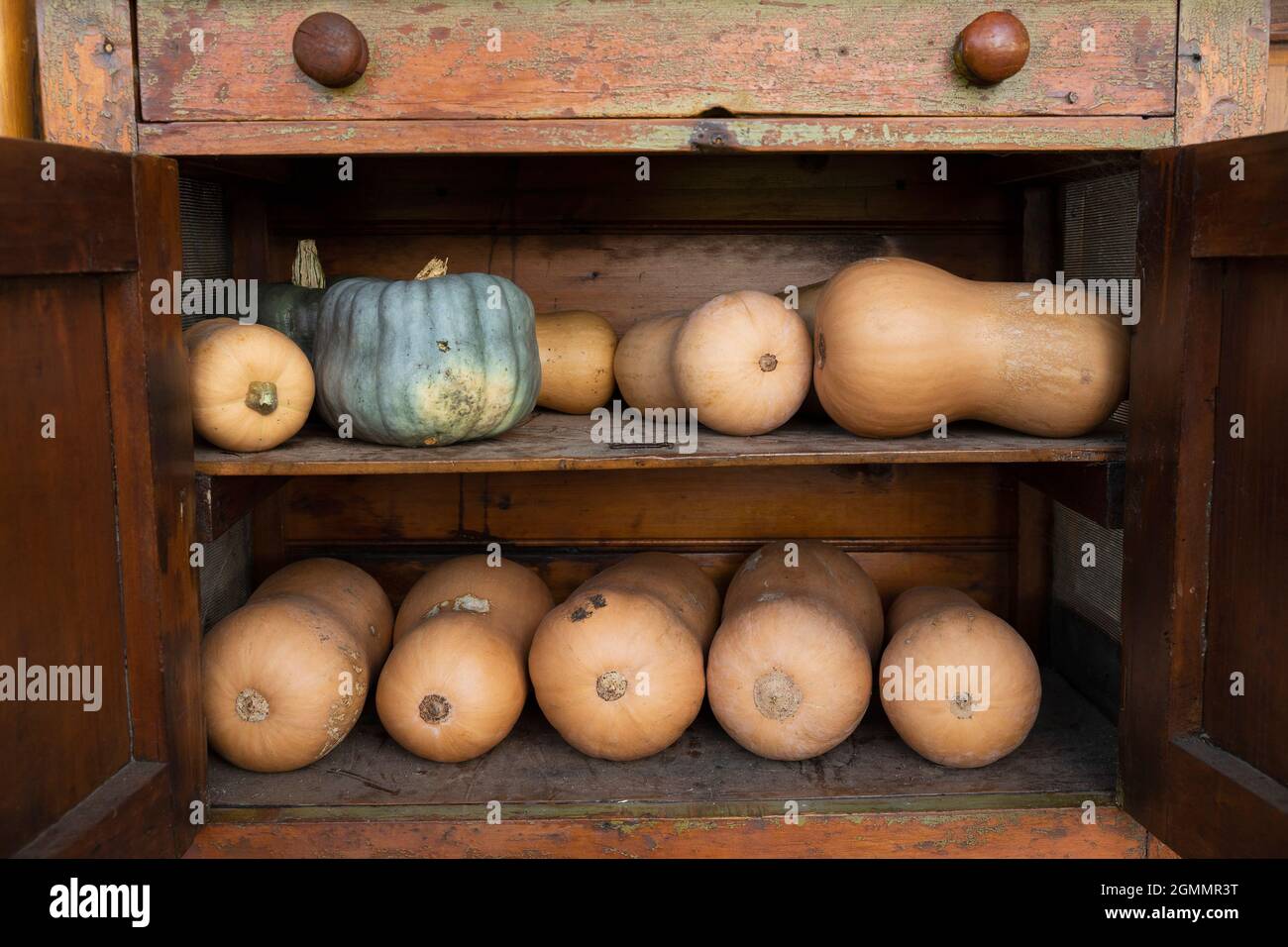 Pumpkins and butternut squash in rustic wooden cupboard Stock Photo