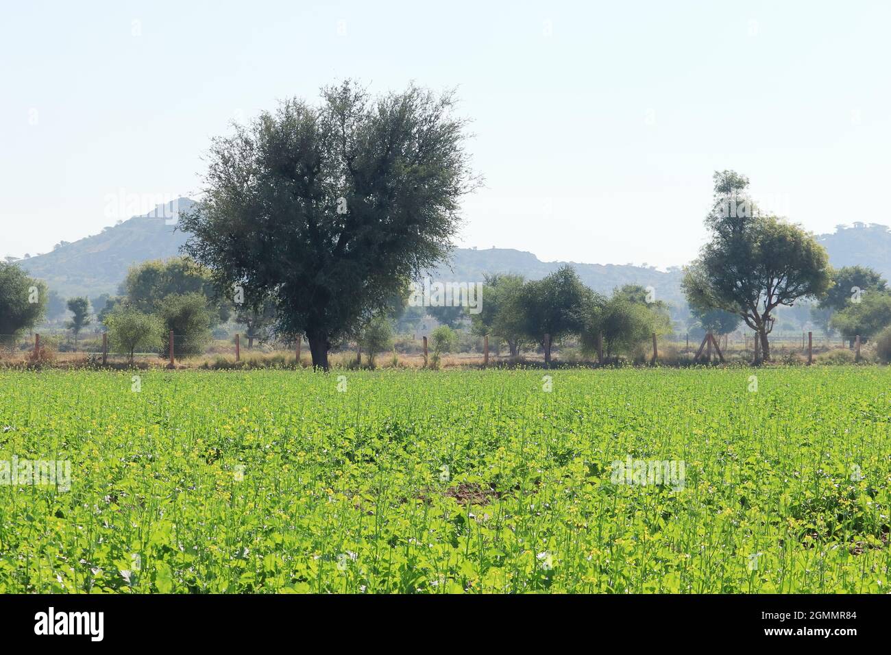 Closeup of Mustard crop with yellow flowers in the field Stock Photo