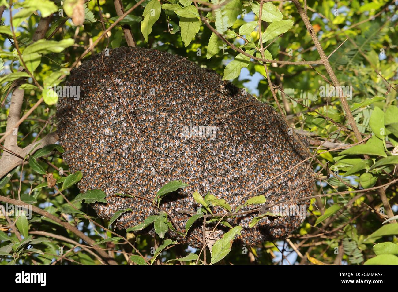 Close-up of A hive of bees hanging from a tree branch in which a large number of bees rest Stock Photo