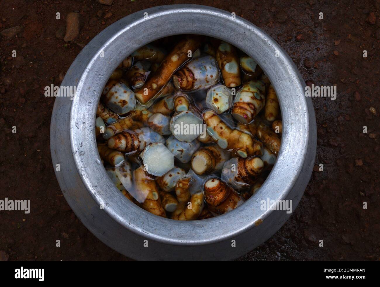 Page 3 Arrowroot High Resolution Stock Photography And Images Alamy Page 3 Arrowroot High Resolution Stock Photography And Images Alamy