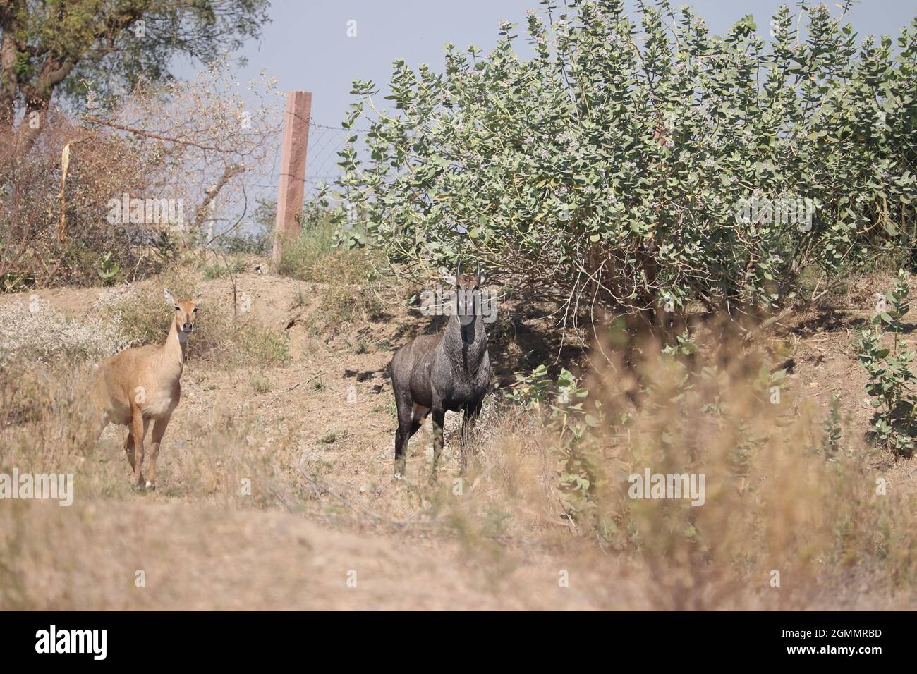 Close-up of Male Nilgai and female Nilgai standing together in the ...