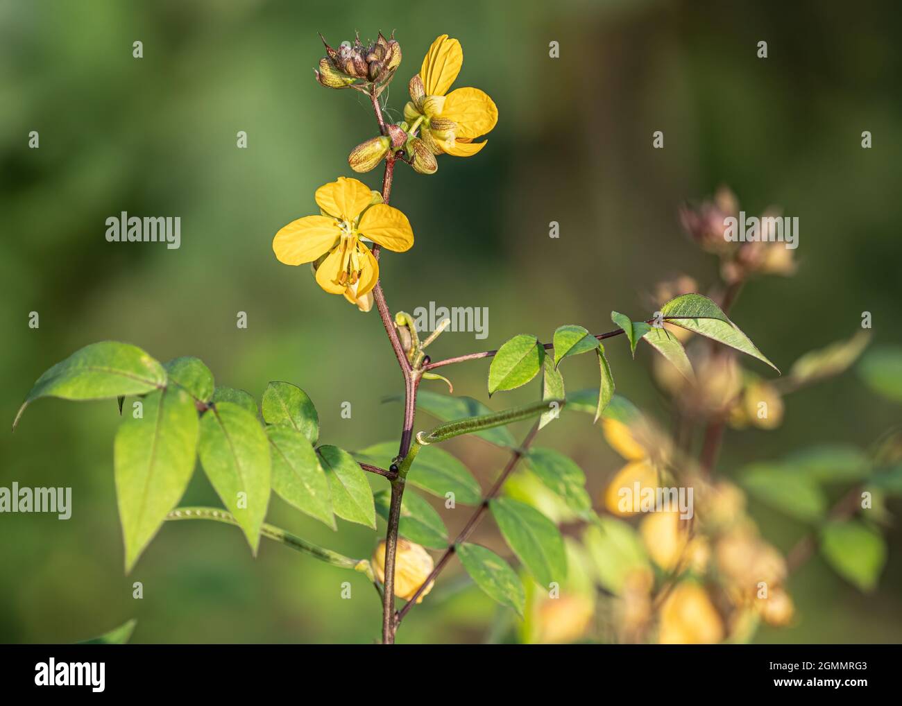 Senna occidentalis flower in wet land, a yellow color flower Stock Photo