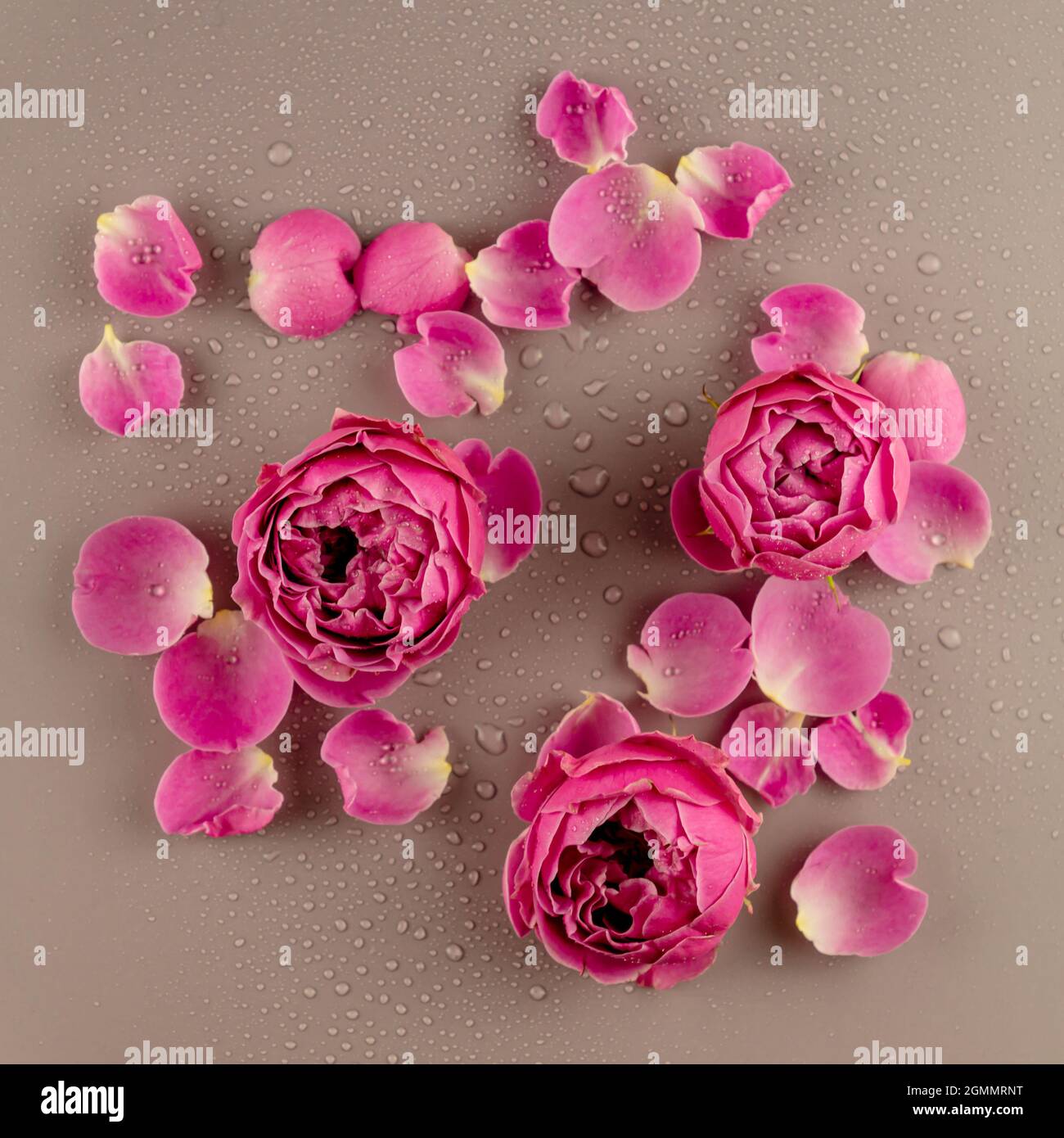 Close up of pink rose flower and petals covered with water drops ...