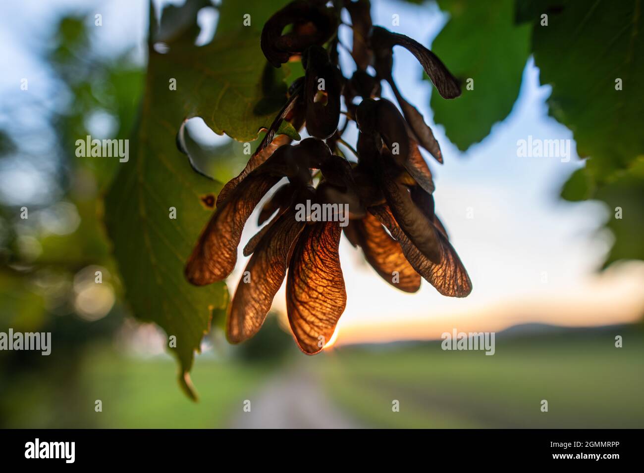 Close-up of back-lit red maple seeds. Stock Photo