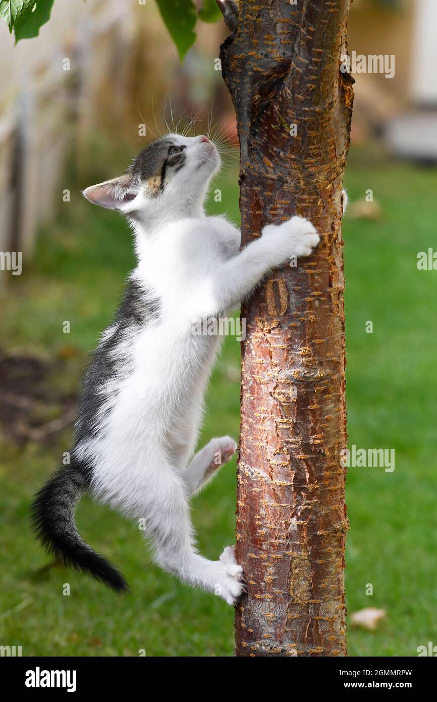 white kitten climbs up on the tree trunk Stock Photo