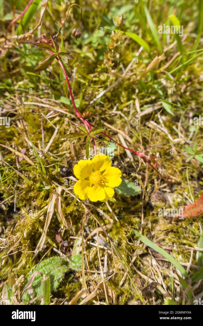 Creeping Cinquefoil (Potentilla reptans) growing on a nature reserve in the Herefordshire UK countryside. June 2021 Stock Photo