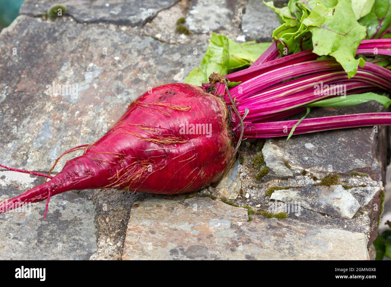 Large freshly harvested beetroot Stock Photo