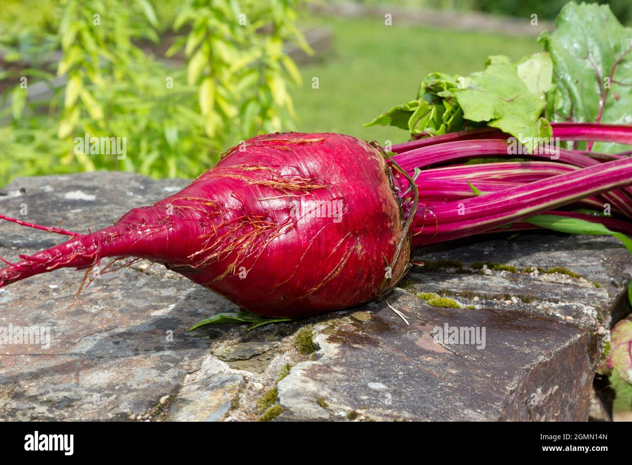 Large freshly harvested beetroot Stock Photo