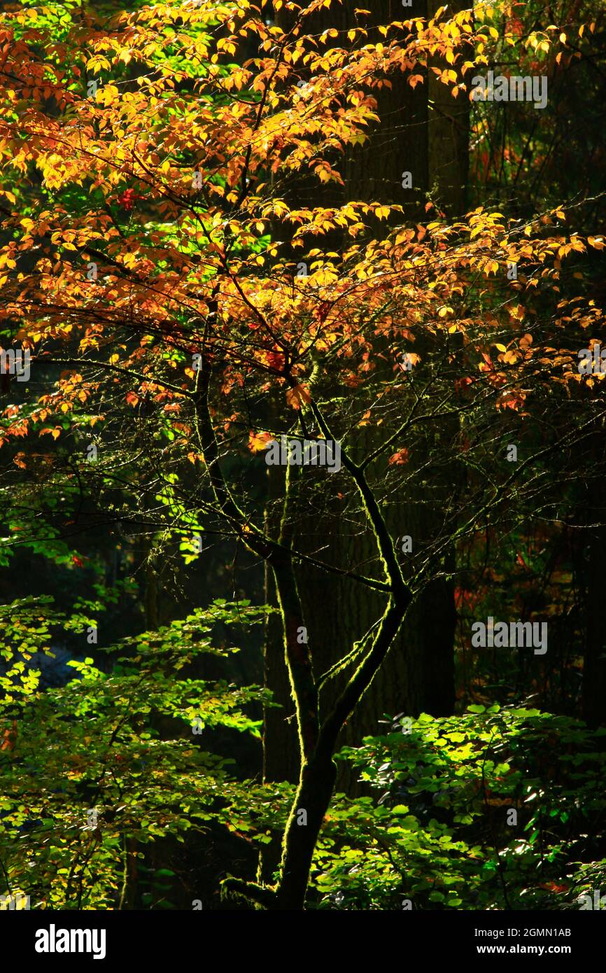 A picture of an pacific northwest forest with a dogwood tree in fall