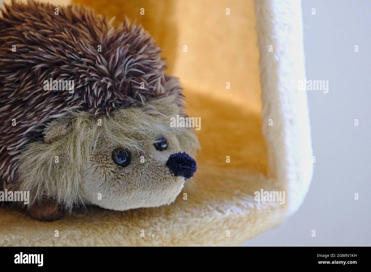Toy Hedgehog peeping out from a fleece covered box Stock Photo