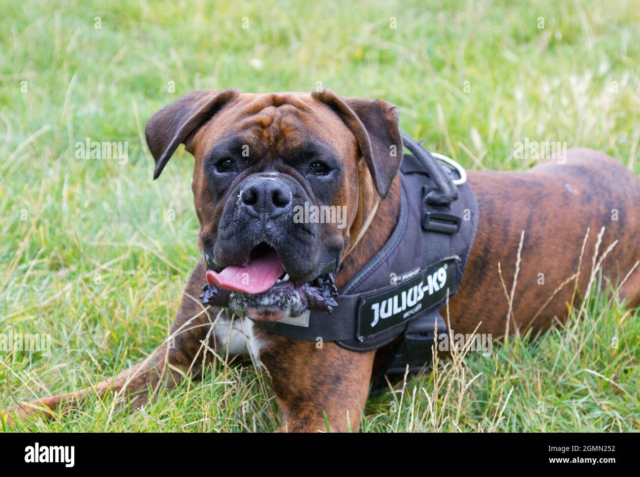 Boxer Dog wearing a harness and lying down looking at the camera Stock Photo